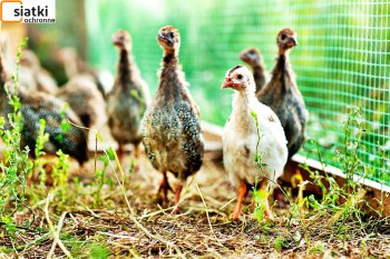 Siatki Lubawa - Plastikowa siatka na woliery do hodowli ptaków dla terenów Lubawy